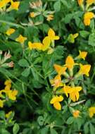 Image of Common Bird's-foot-trefoil