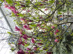 Image of Magnolia liliiflora Desr.