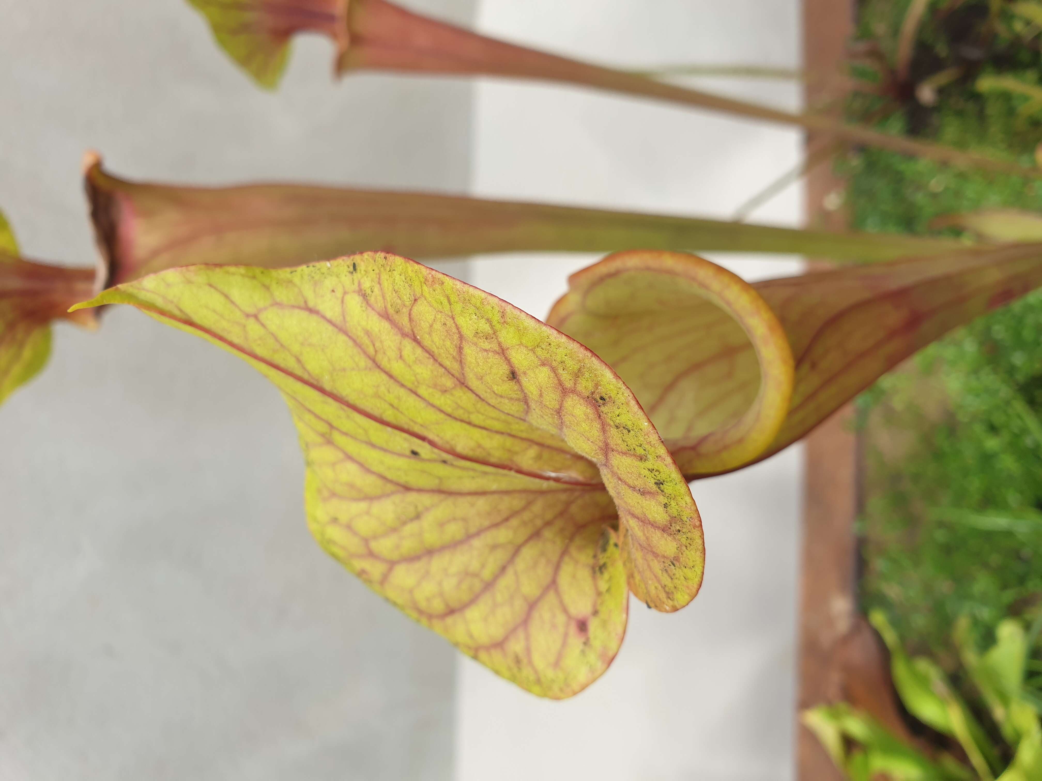 Image of Yellow pitcher plant