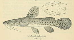 Image of Parauchenoglanis