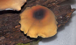 Image of black-footed polypore