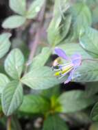 Image of fringed spiderflower