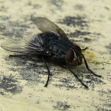 Image of Blue blowfly