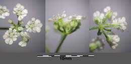 Image of Japanese hedge-parsley