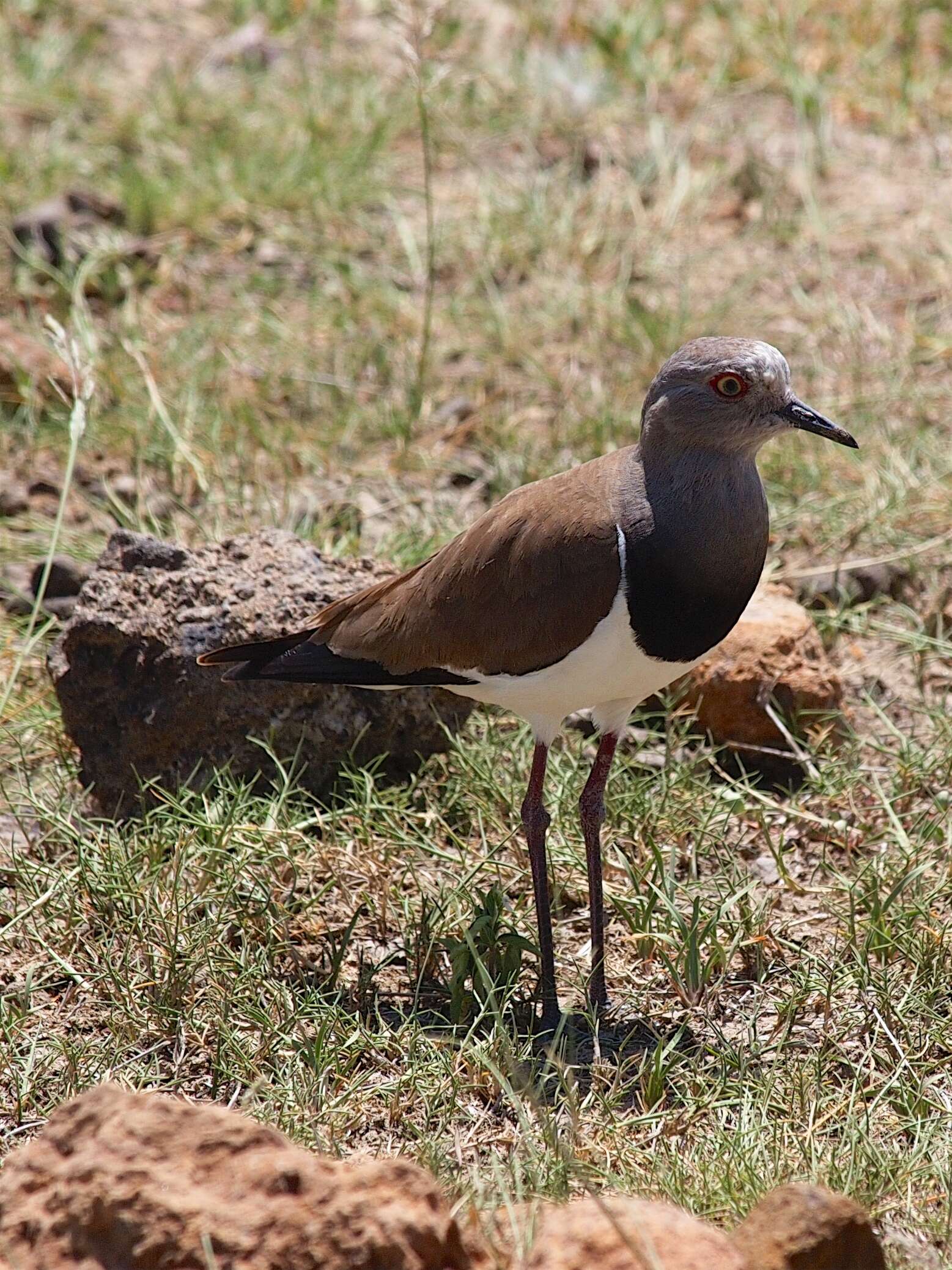 Image of Black-winged Lapwing