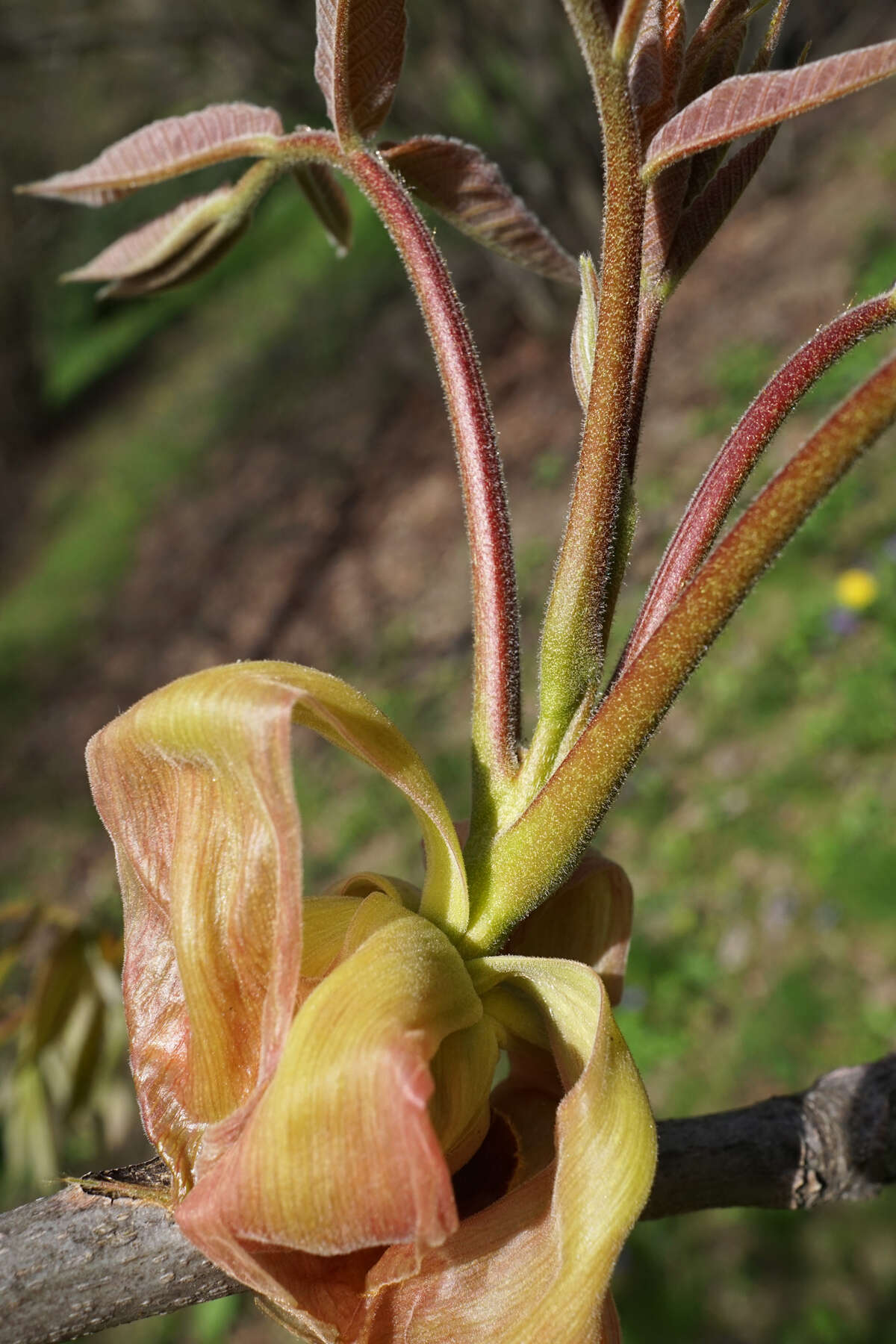 Image of shellbark hickory