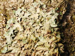 Image of Hammered shield lichen