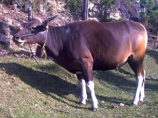 Image of Banteng