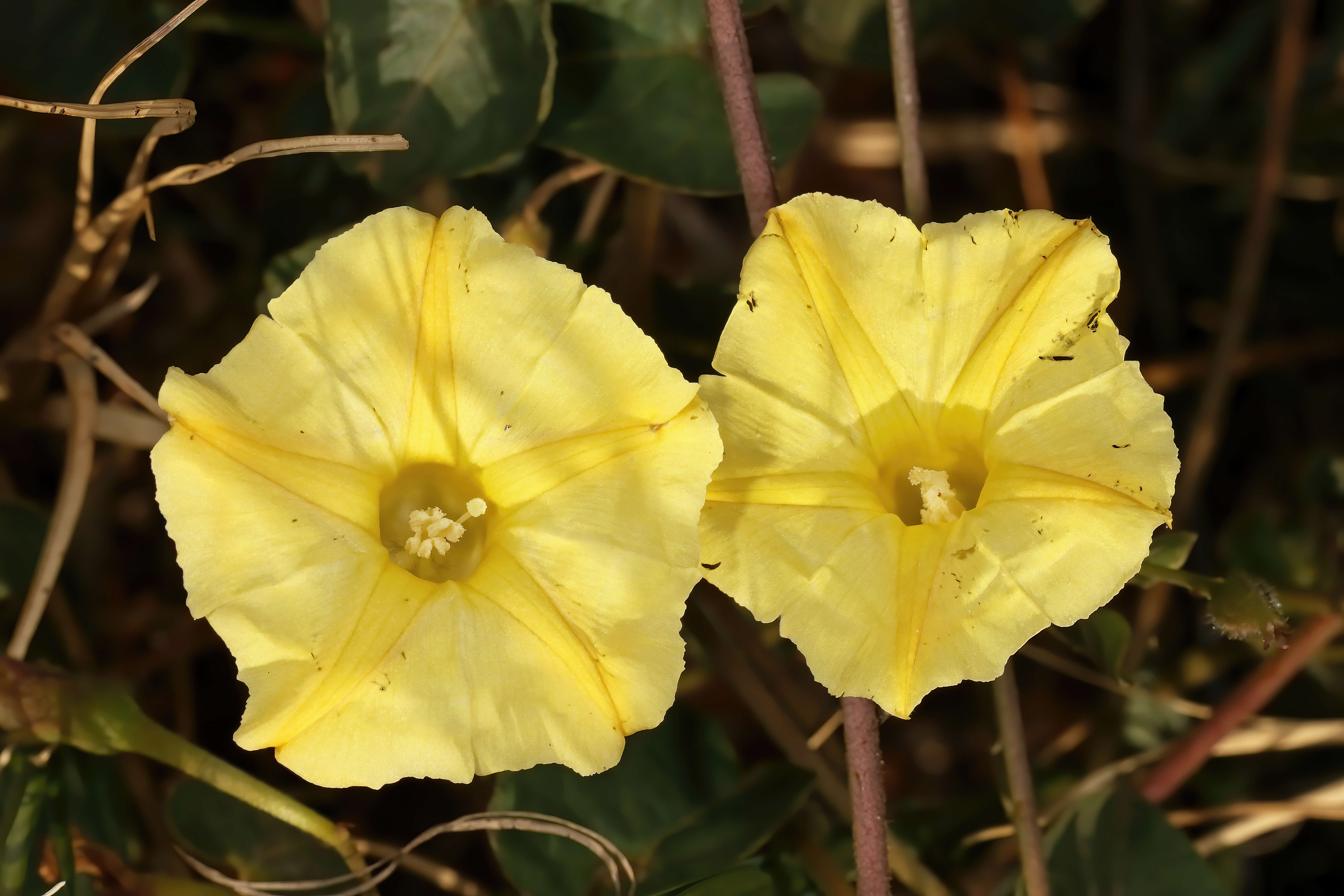 Image of Obscure Morning Glory