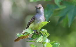 Image of Great Crested Flycatcher