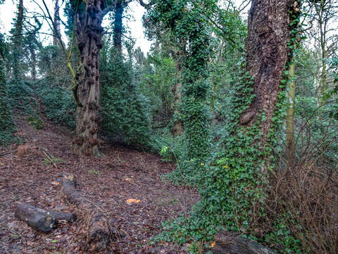 Image of English ivy