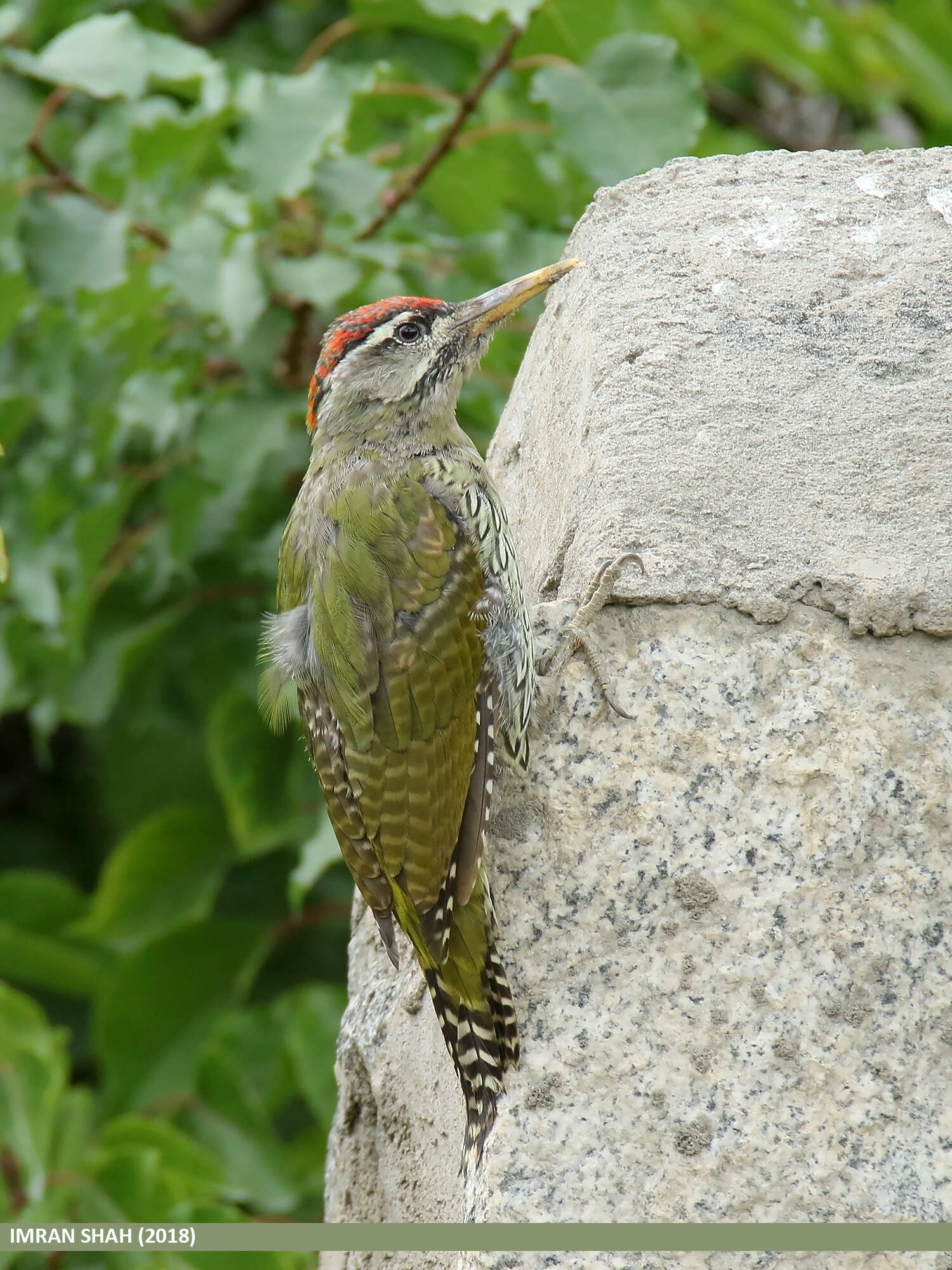 Image of Scaly-bellied Woodpecker