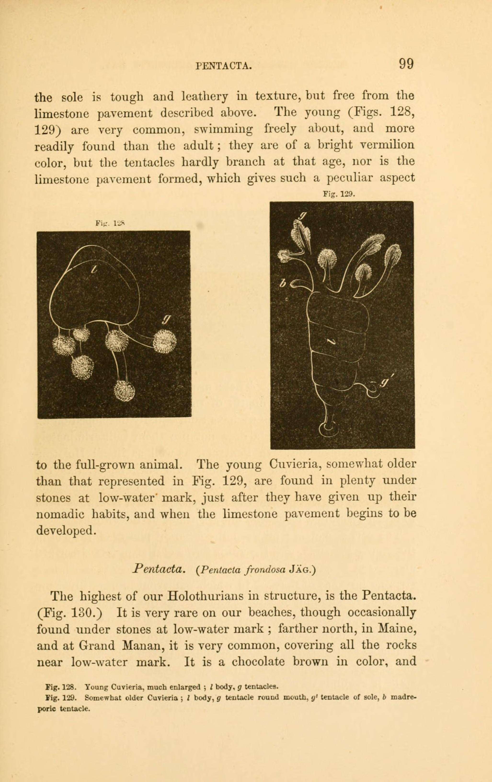 Image of Cuvieria Péron 1807