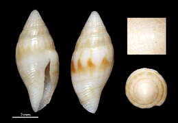 Image of Mitromorpha flammulata Chino & Stahlschmidt 2009