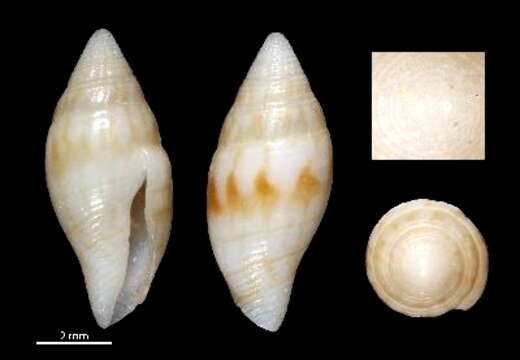 Image de Mitromorpha flammulata Chino & Stahlschmidt 2009