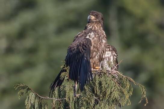 Image of Bald Eagle