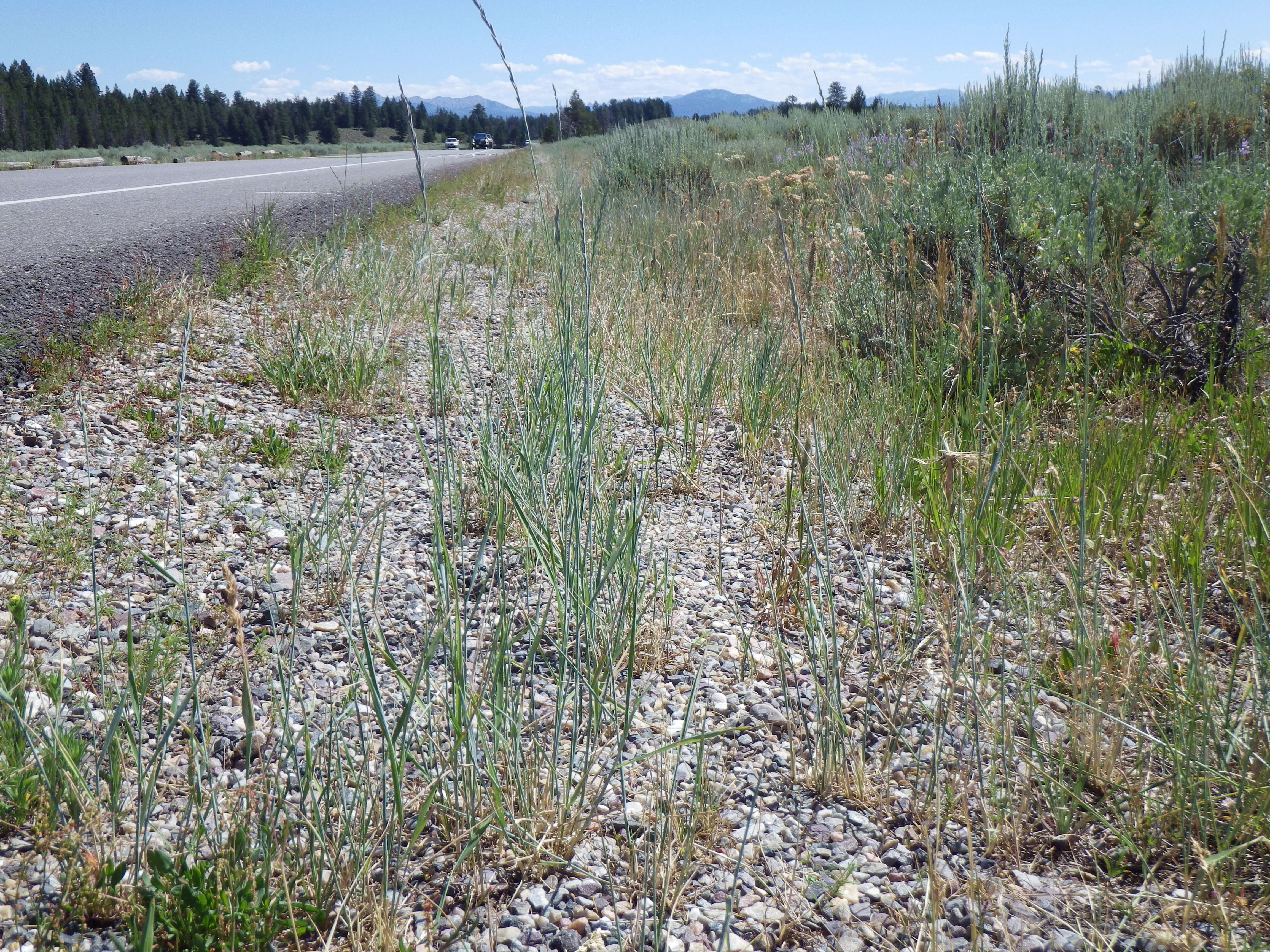 Image of intermediate wheatgrass