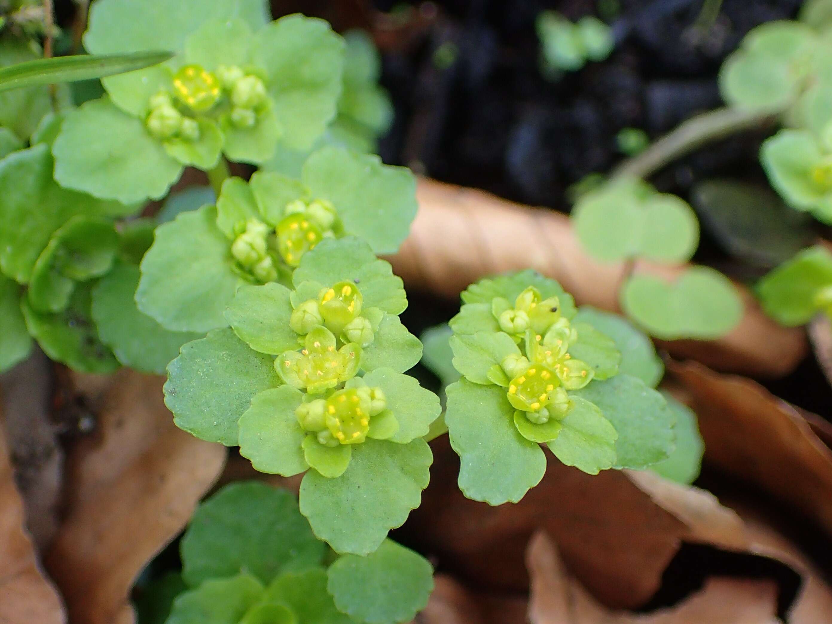 Image of Opposite-leaved Golden Saxifrage