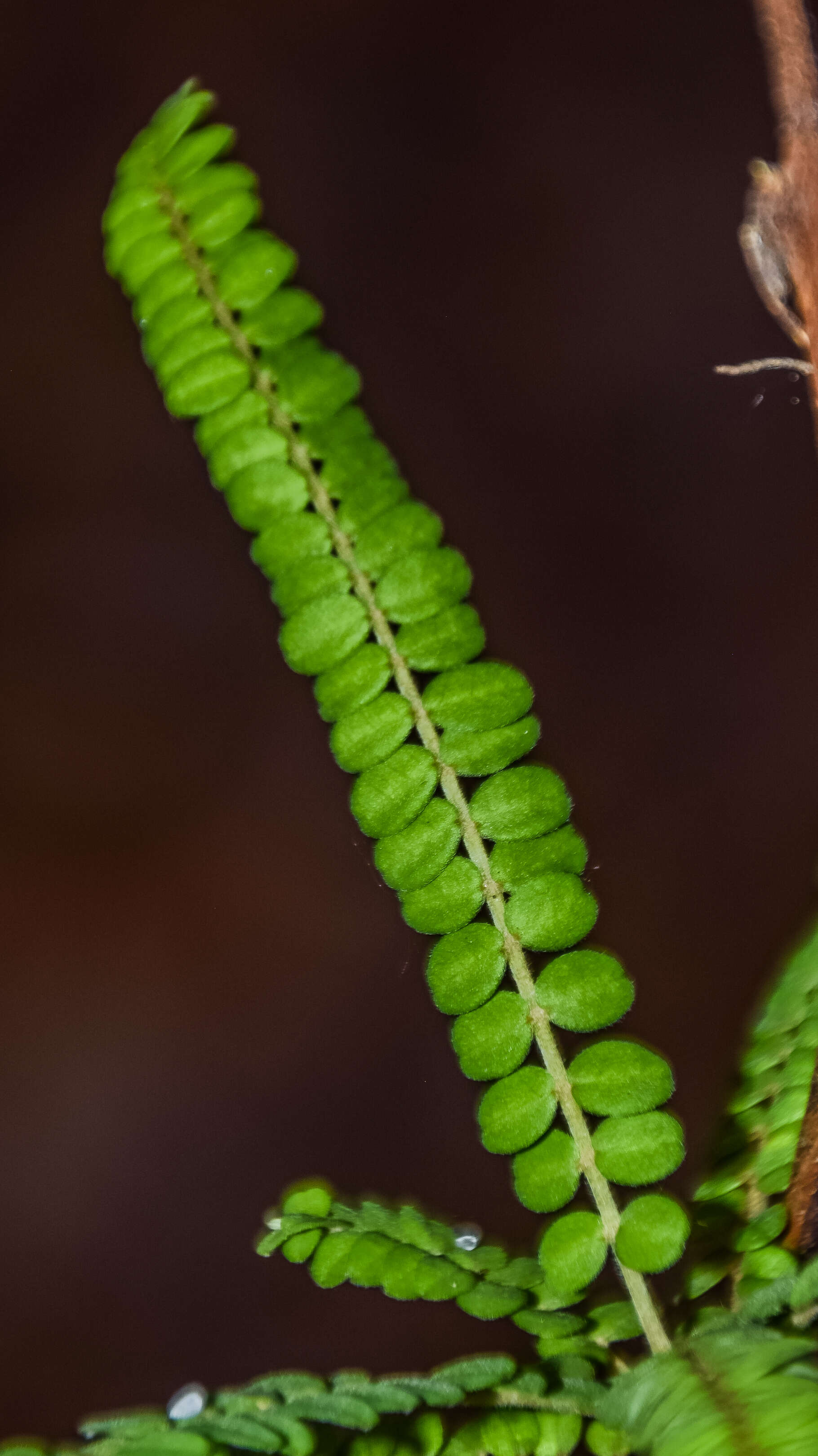 Image of Sophora microphylla var. longicarinata (G. Simpson) Allan