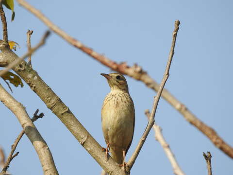 Image de Pipit de Godlewski