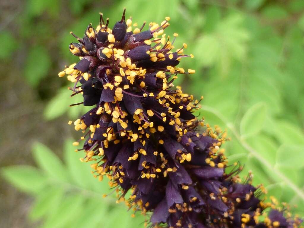 Image of desert false indigo