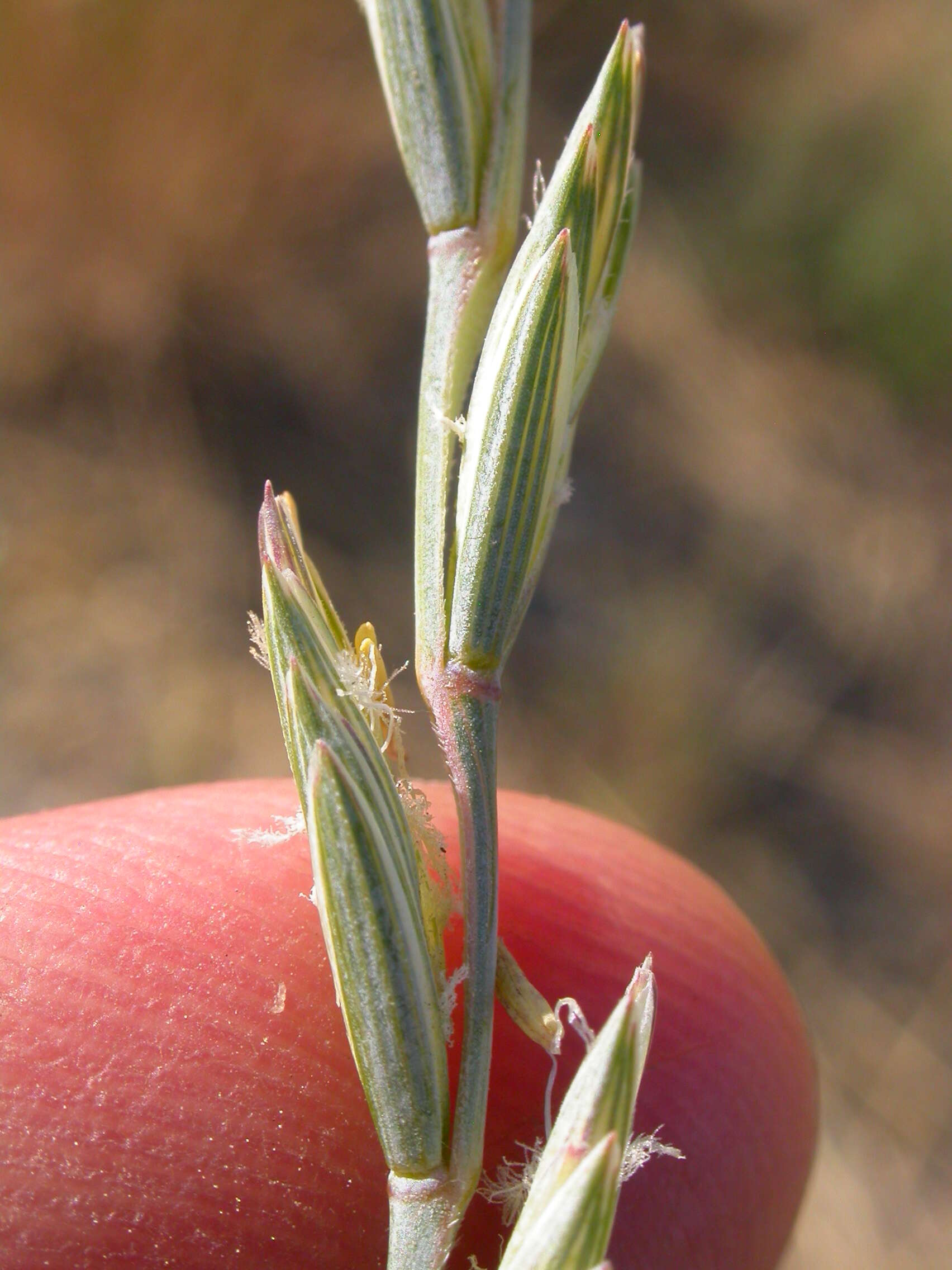 Sivun Thinopyrum intermedium (Host) Barkworth & D. R. Dewey kuva