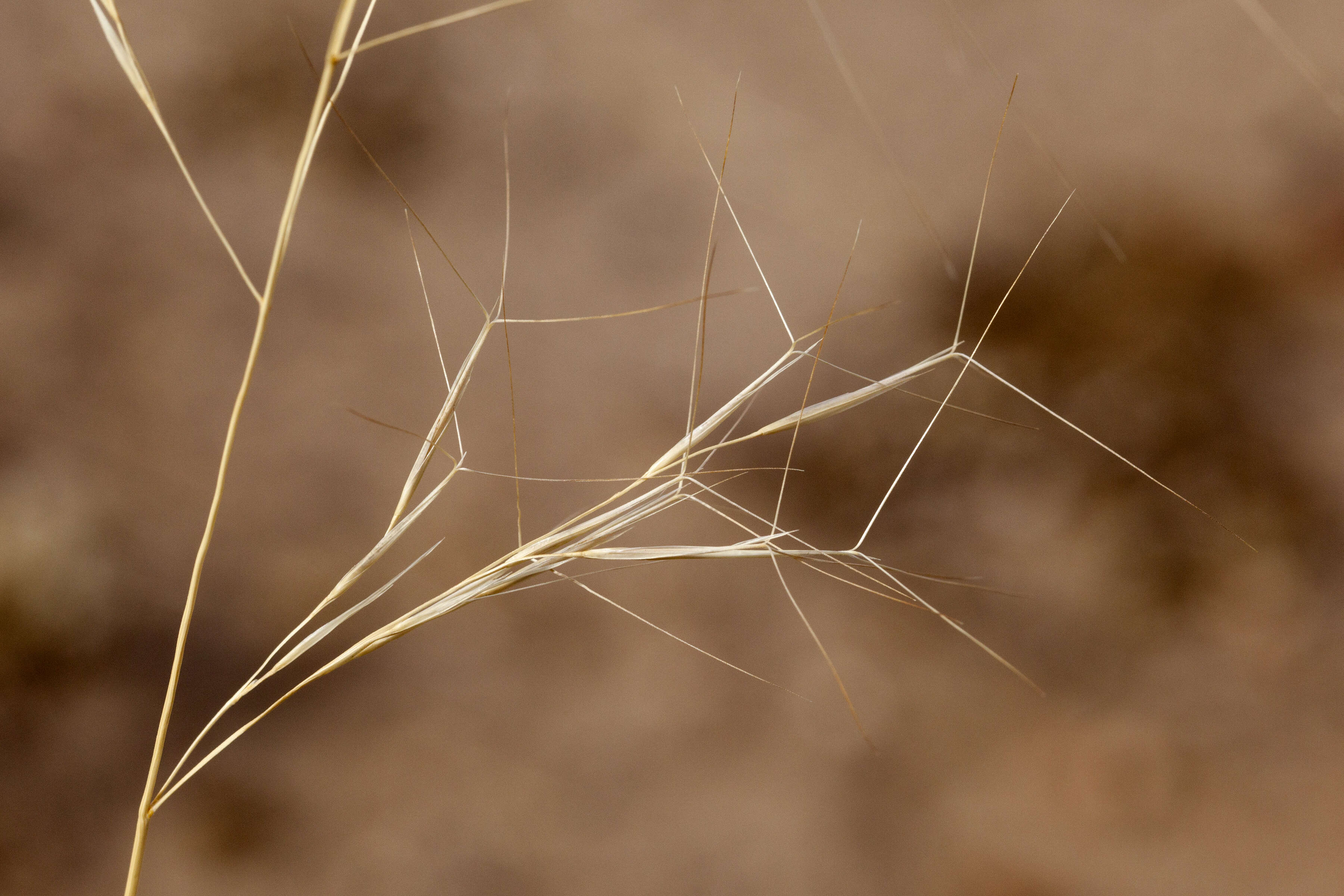 Aristida purpurea Nutt.的圖片