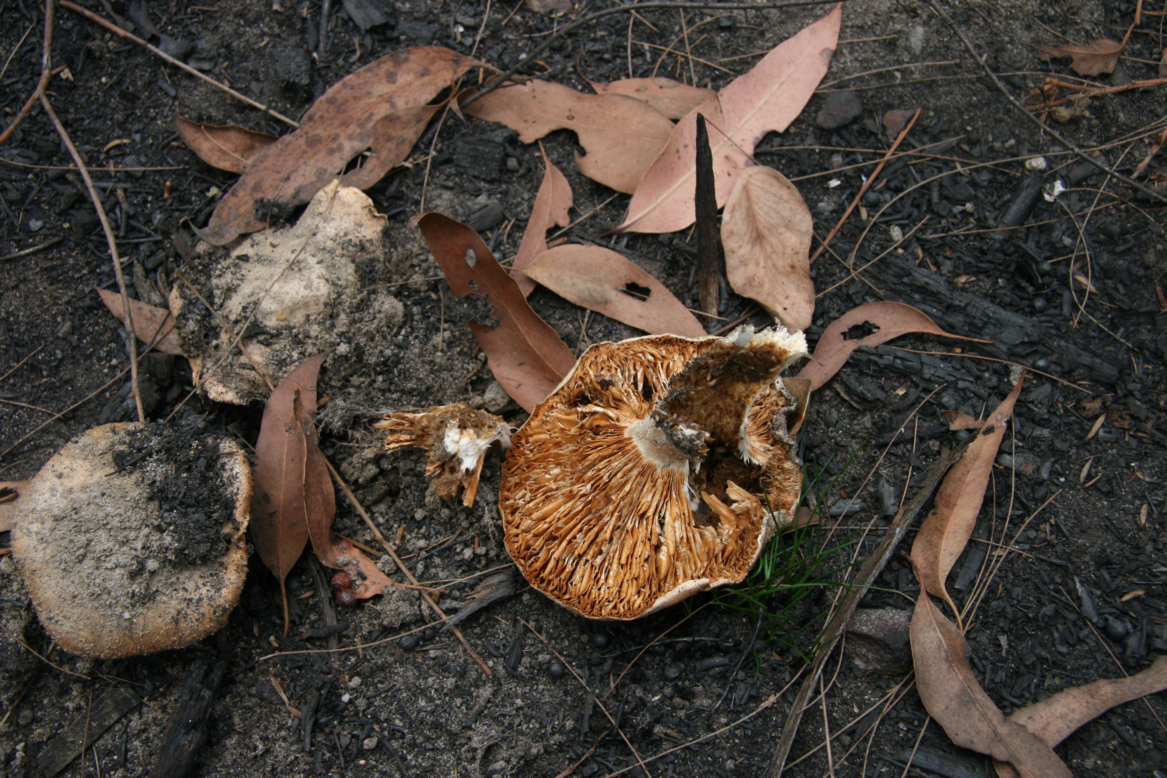 Image of Cortinarius sublargus Cleland 1928