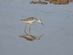 Image of Marsh Sandpiper