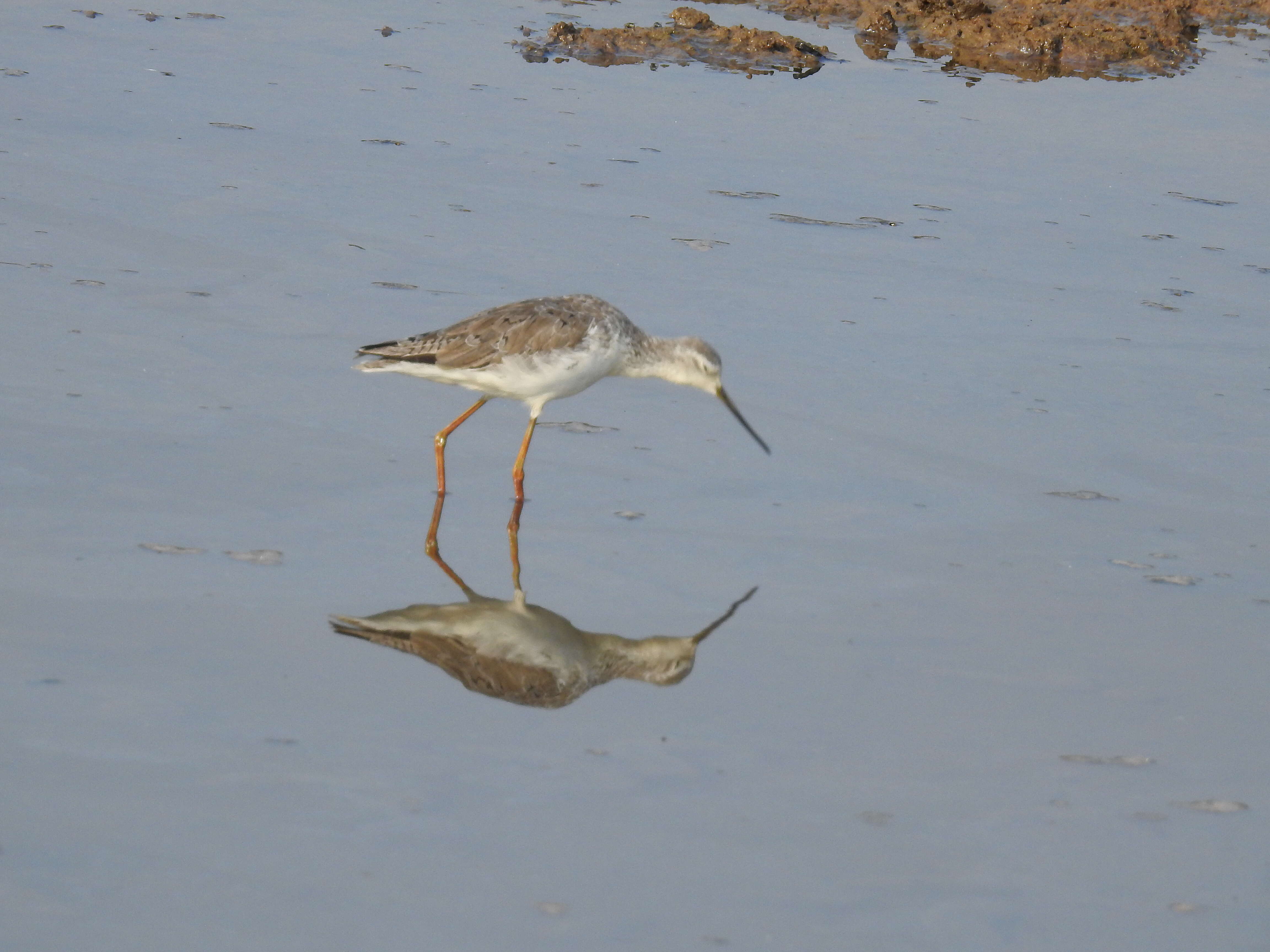 Image of Marsh Sandpiper