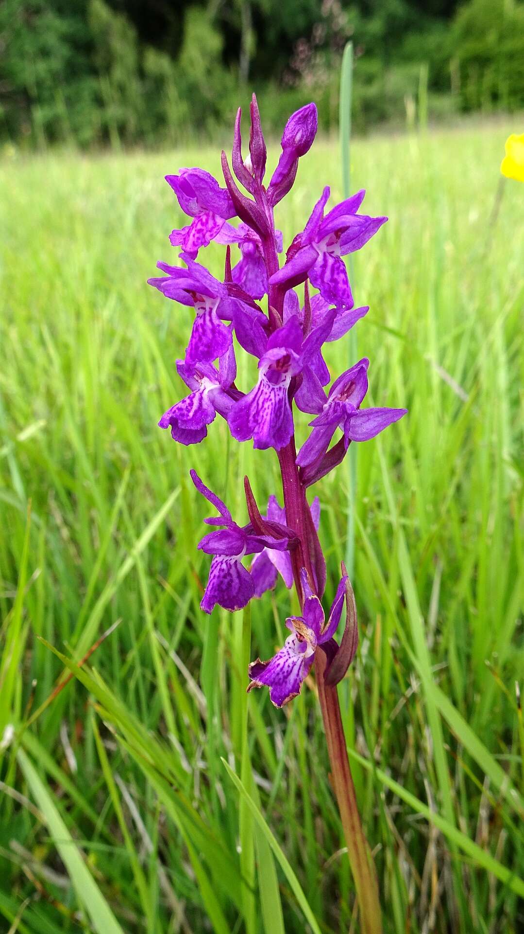 Image of Narrow-leaved marsh-orchid