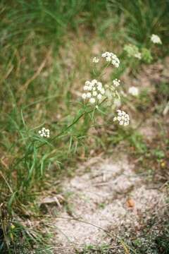 Image of bulblet-bearing water hemlock