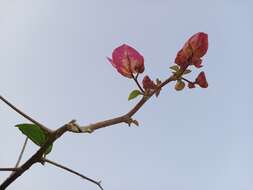 Слика од Bougainvillea