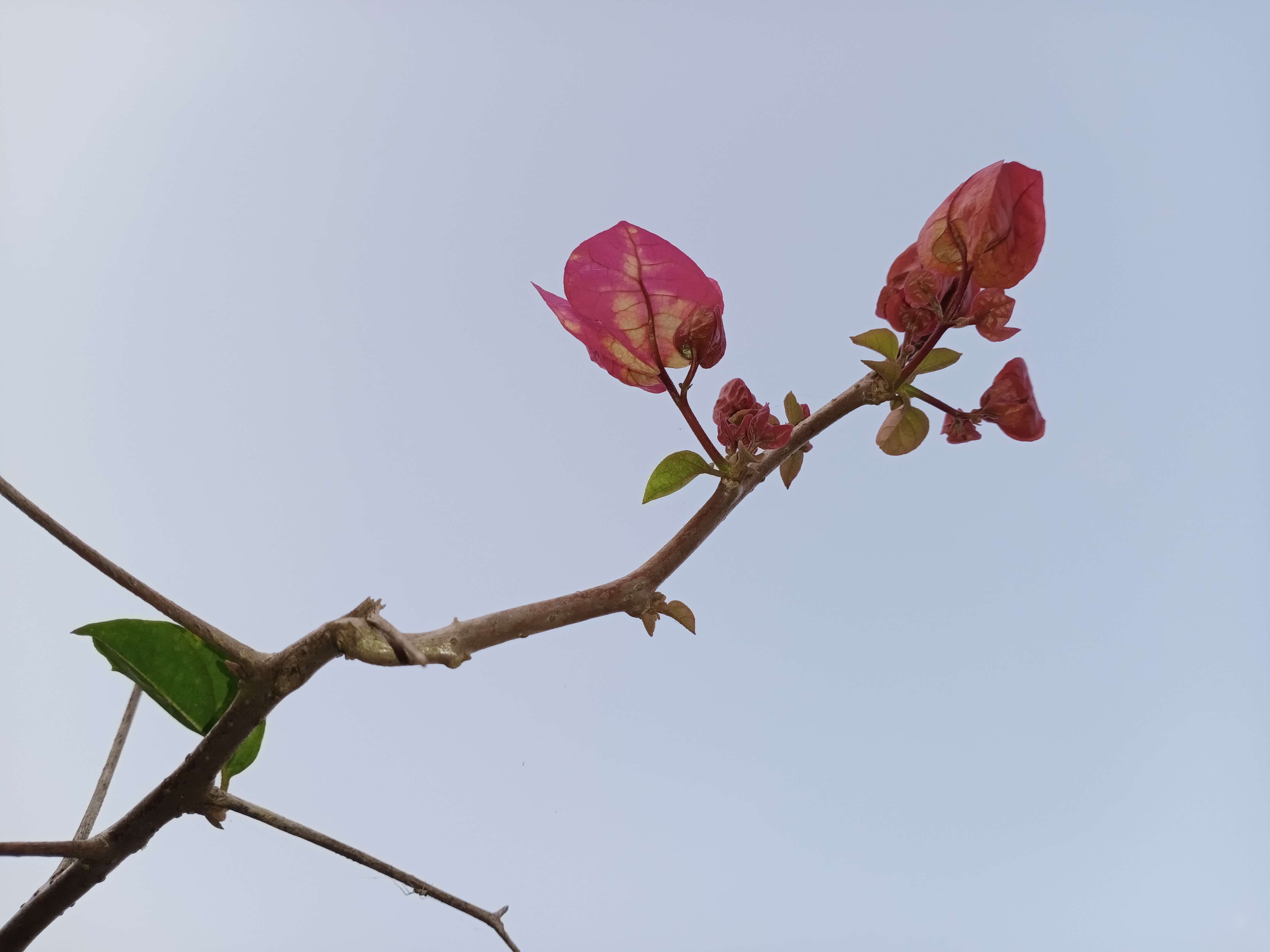 Слика од Bougainvillea