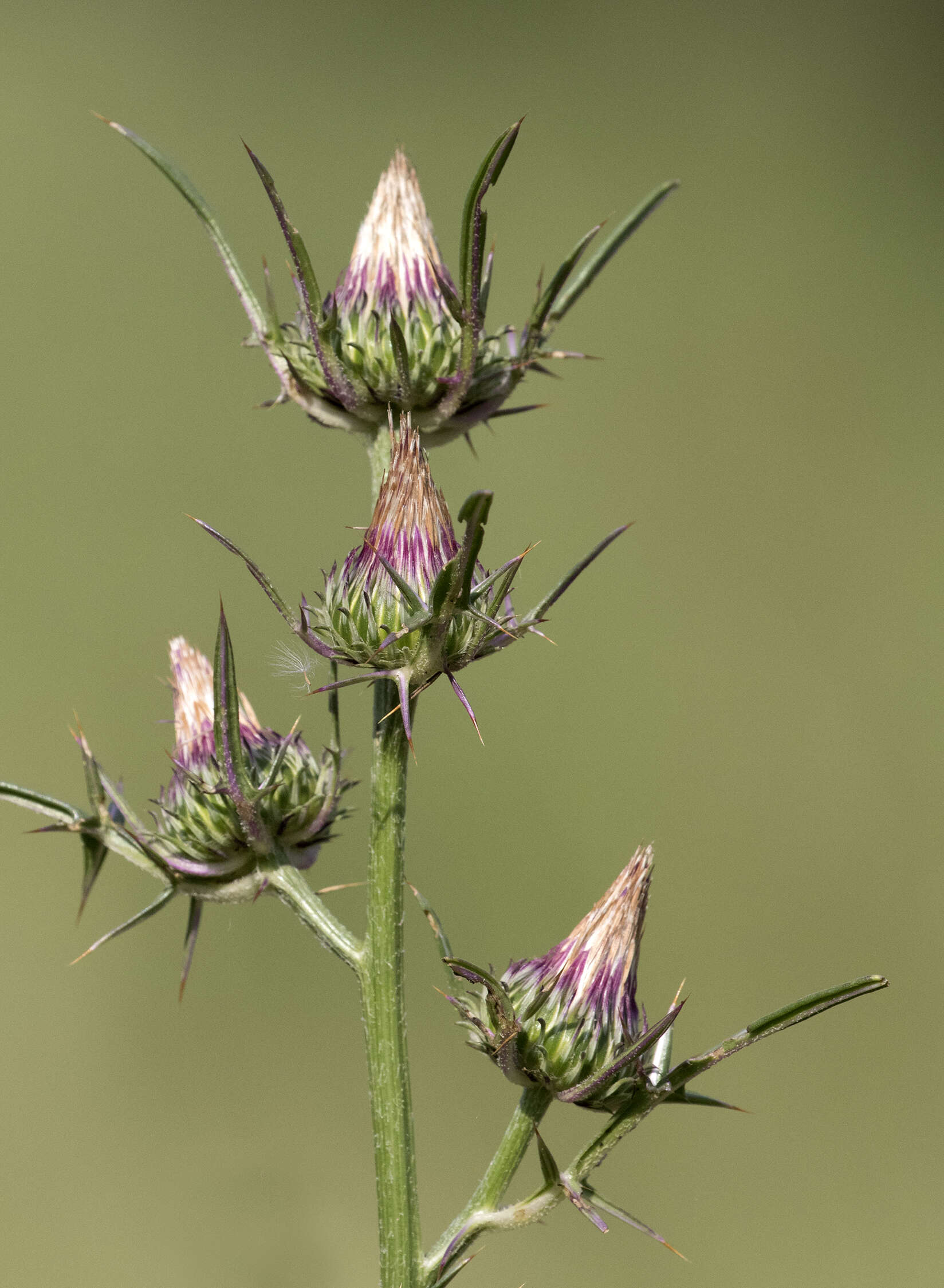 Image of Notobasis syriaca (L.) Cass.