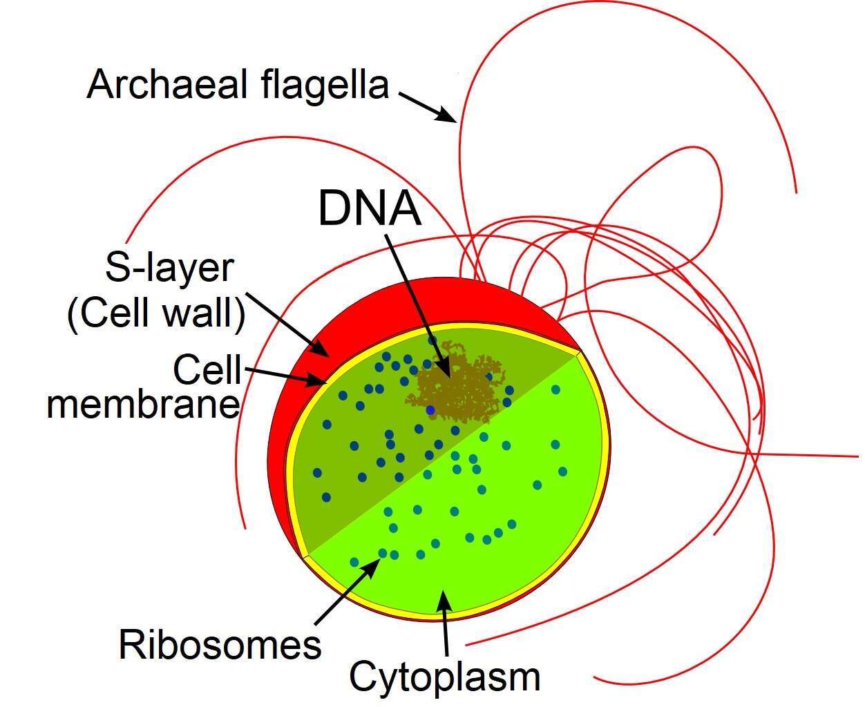 Слика од Thermococcus