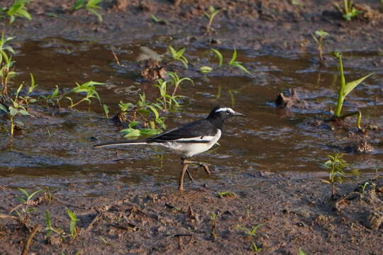 Image of White-browed Wagtail