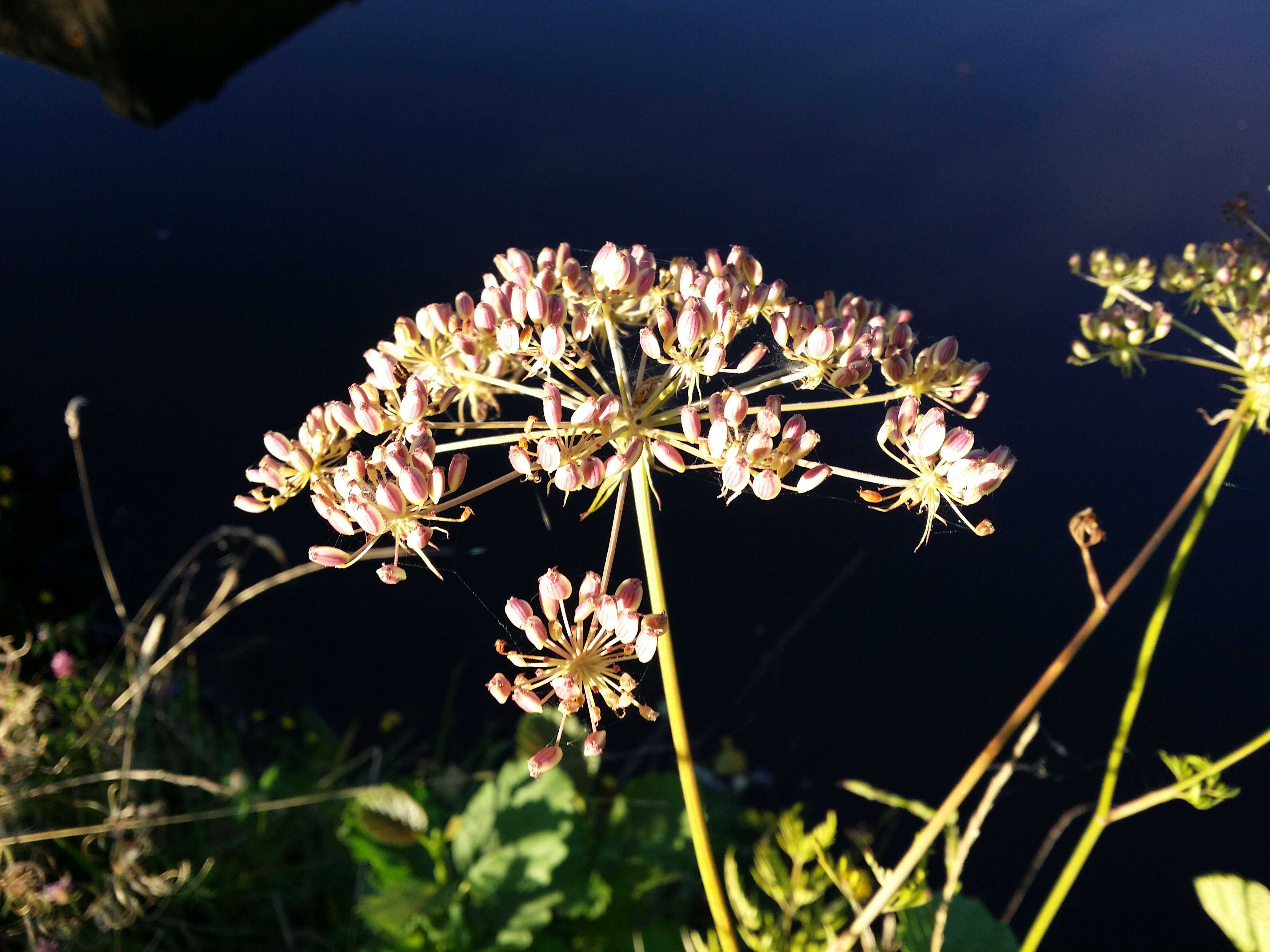 Image of Peucedanum palustre