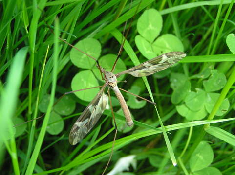 Image of Tipula (Acutipula) maxima Poda 1761