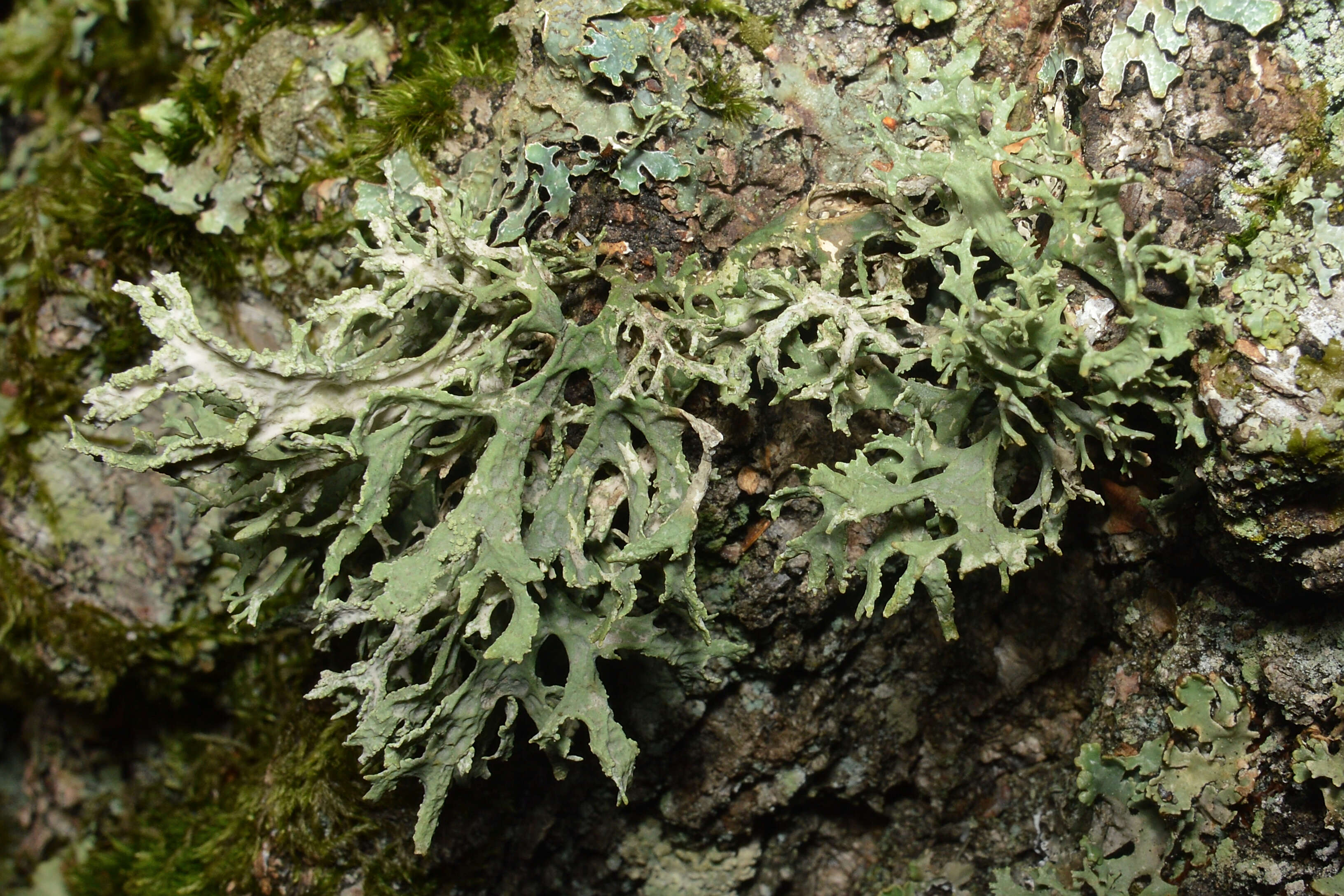 Image of ring lichen