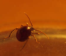 Image of Hump Beetle