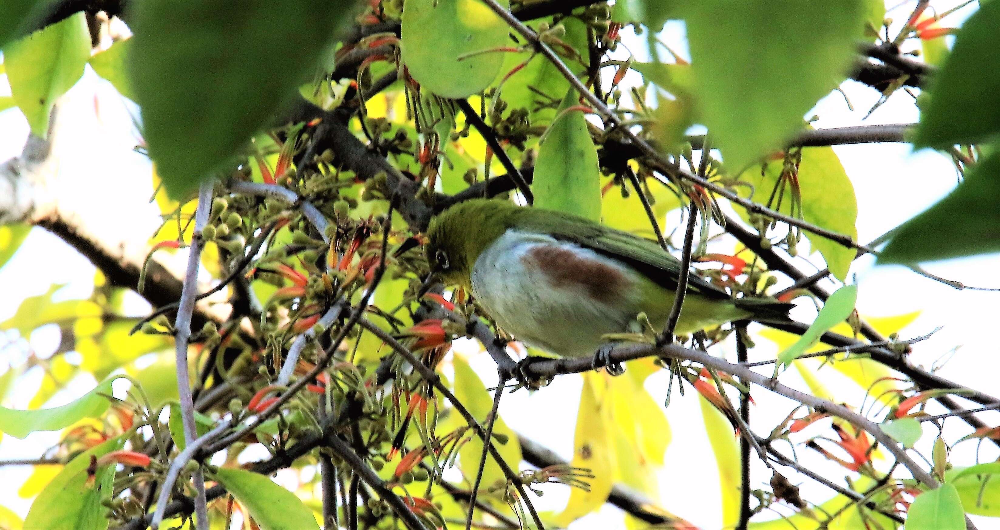 Image of Chestnut-flanked White-eye