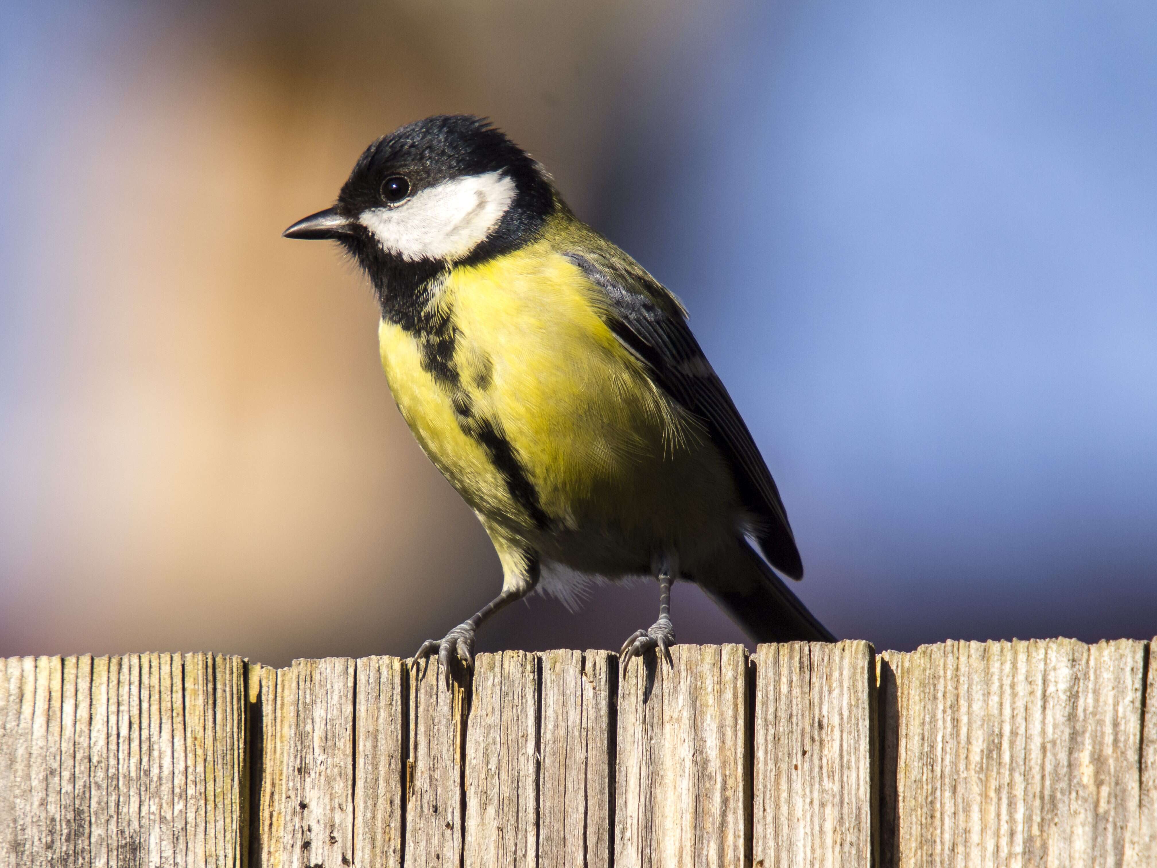 Image of Great Tit