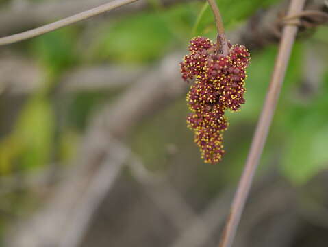 Image of Ampelocissus latifolia (Roxb.) Planch.