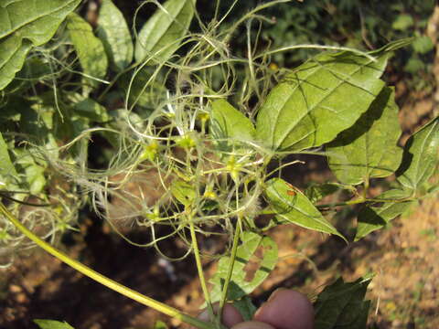 Image of Clematis javana DC.