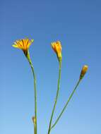 Image of fall dandelion