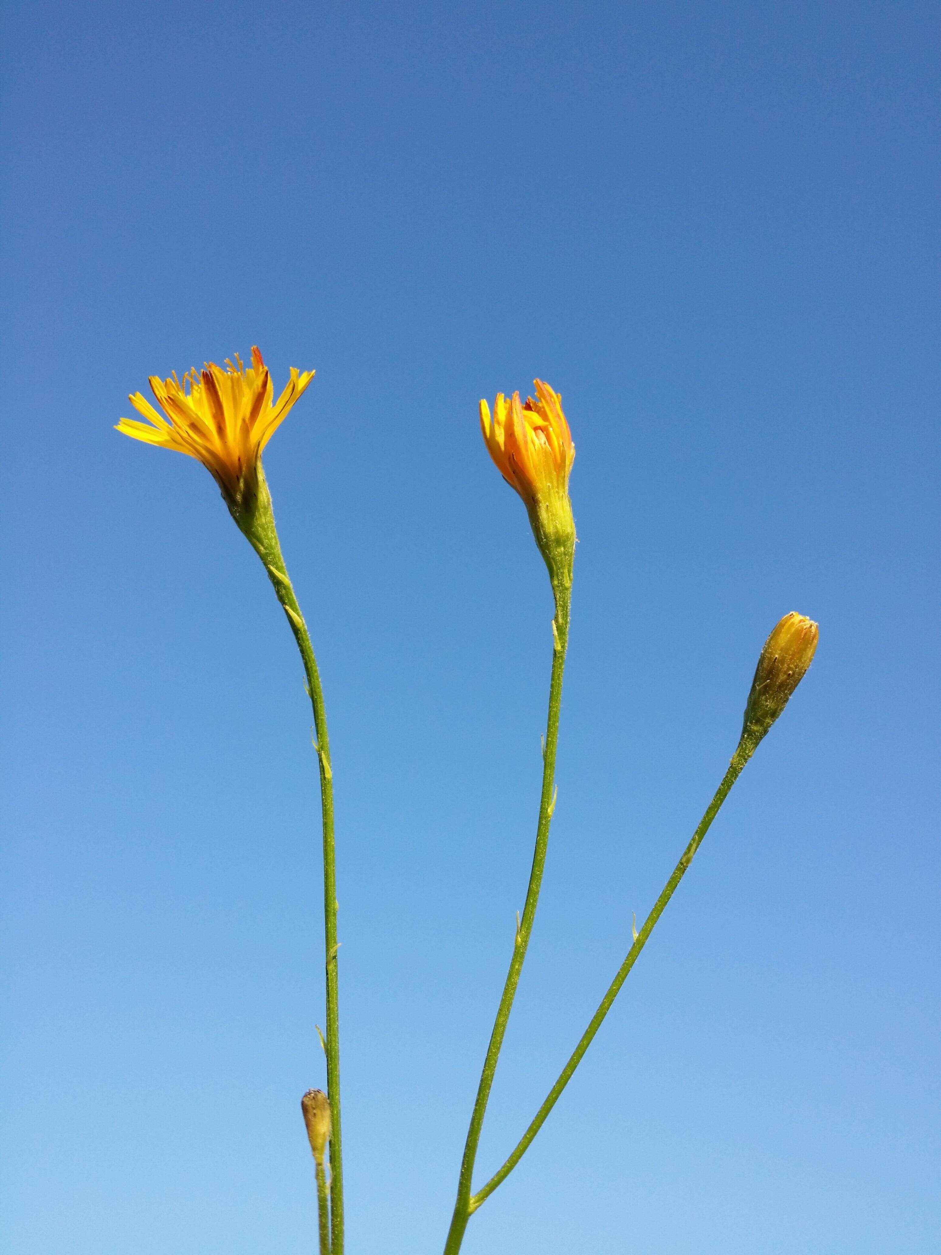 Image of fall dandelion