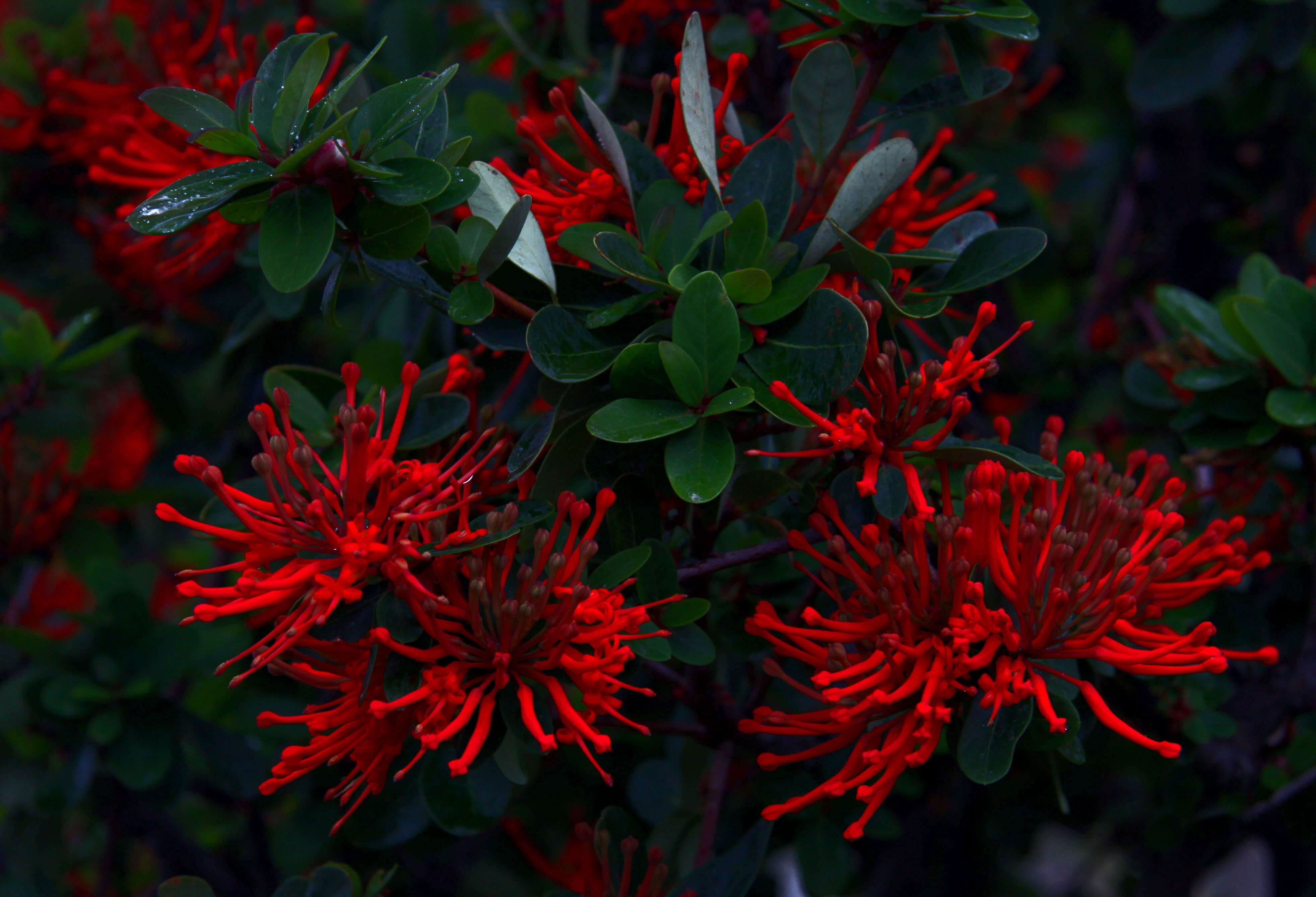 Image de Embothrium coccineum J. R. Forster & G. Forster