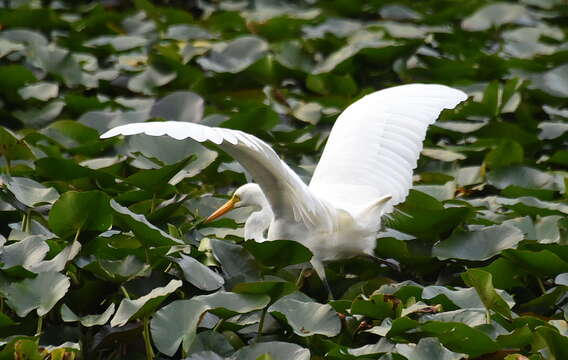 Image of Intermediate Egret