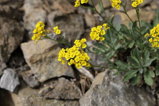 Image of Basket of Gold